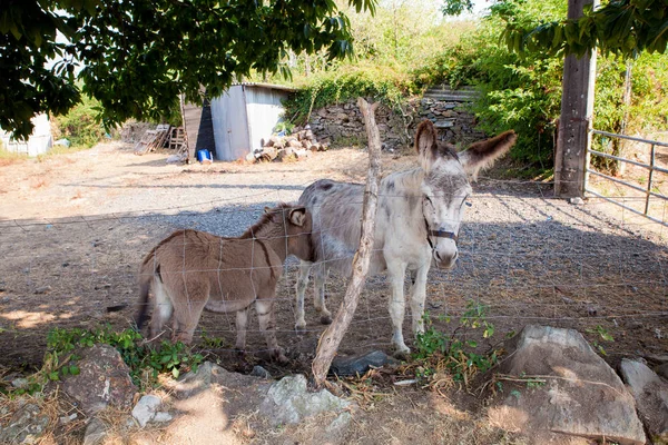 Burros en el establo —  Fotos de Stock