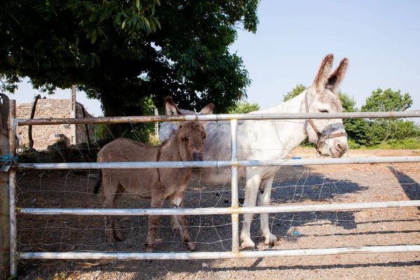 Donkeys in the stable — Stock Photo, Image