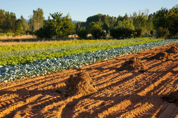 Blick auf bestelltes Feld — Stockfoto