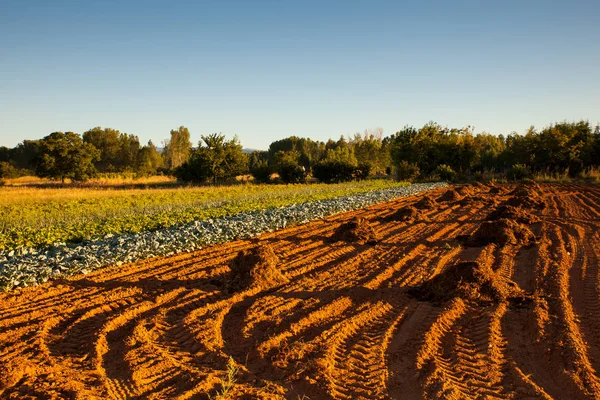 Visa på odlade fält — Stockfoto