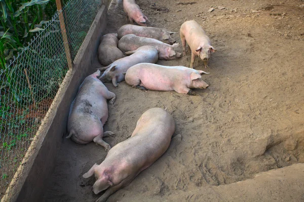 De binnenlandse varkens — Stockfoto