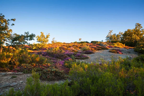 Heather bloemen op het Spaanse platteland — Stockfoto