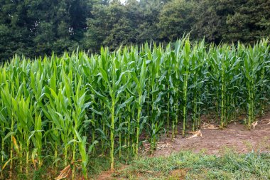 Mısır ekimi görünümünü