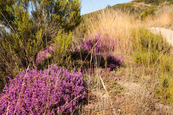 Heather flores no campo espanhol — Fotografia de Stock