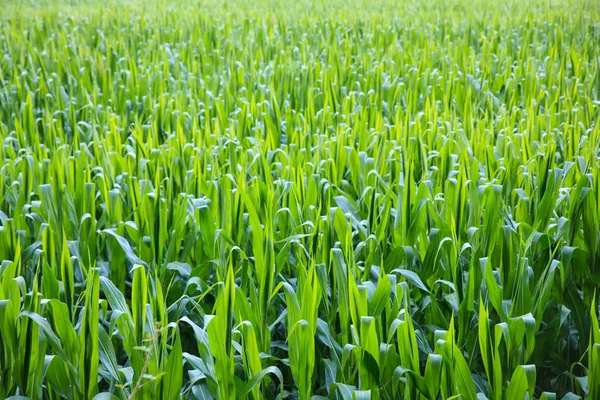Blick auf Mais-Plantage — Stockfoto