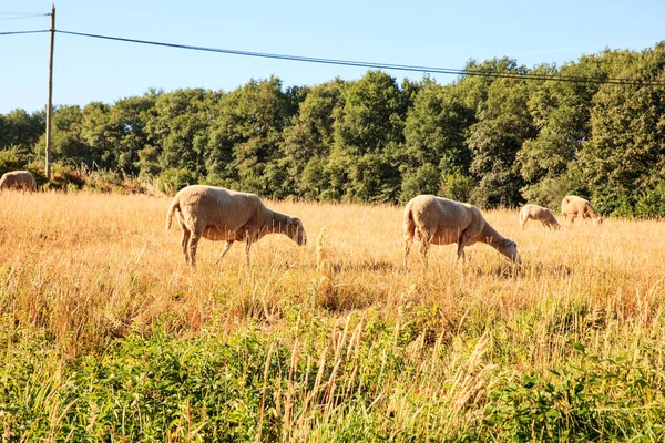 Выпас овец в испанской сельской местности — стоковое фото