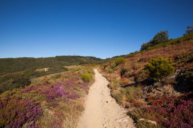 Heather çiçek İspanyol kırsal kesimde