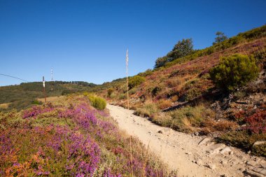 Heather çiçek İspanyol kırsal kesimde