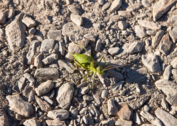 Grilo verde na estrada de pedra — Fotografia de Stock