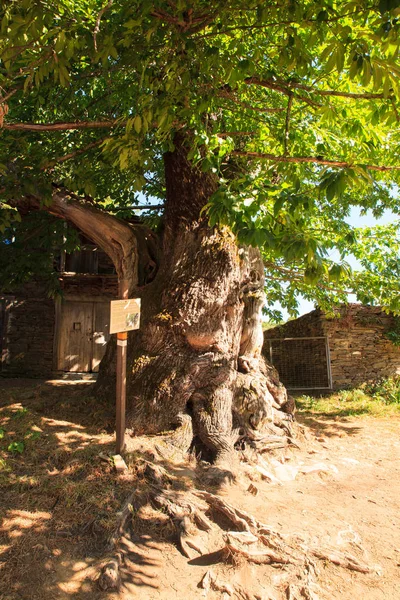 Weergave van grote kastanje boom langs de weg van St. James — Stockfoto