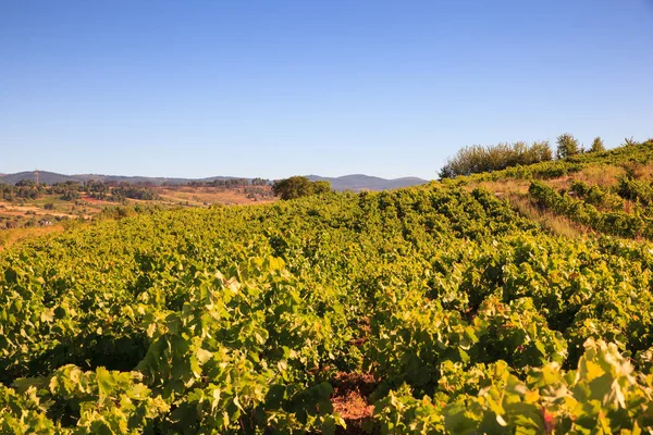 İspanyol kırsal üzüm bağları görünümünü