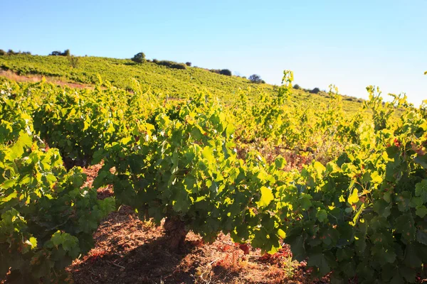 Vista de los viñedos en la campiña española — Foto de Stock