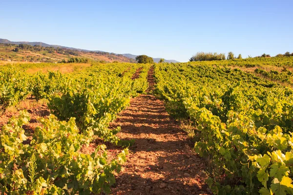 İspanyol kırsal üzüm bağları görünümünü