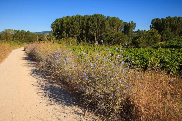 Вид на виноградники в сельской местности Испании — стоковое фото