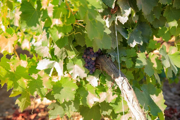 View of vineyards in the Spanish countryside — Stock Photo, Image