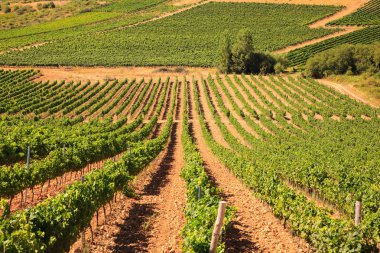 İspanyol kırsal üzüm bağları görünümünü
