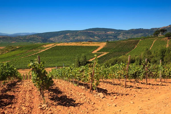 Vista das vinhas na zona rural espanhola — Fotografia de Stock