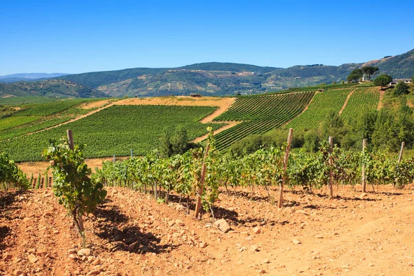 Uitzicht op wijngaarden op het Spaanse platteland — Stockfoto