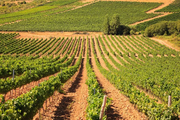 Nézd, a szőlőültetvények, a spanyol vidéken — Stock Fotó