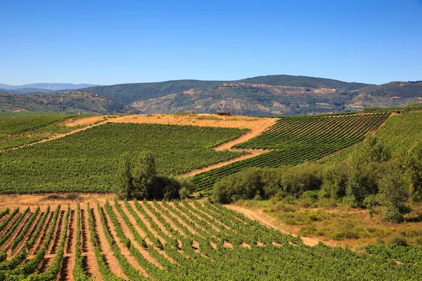 Nézd, a szőlőültetvények, a spanyol vidéken — Stock Fotó