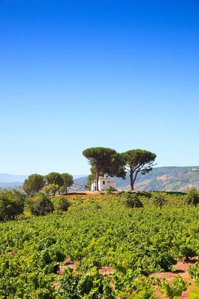 Pohled na vinice na španělském venkově — Stock fotografie