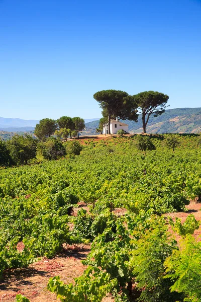 Vista de los viñedos en la campiña española — Foto de Stock