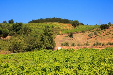 İspanyol kırsal üzüm bağları görünümünü