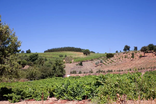 Widok na winnice w hiszpańskiej wsi — Zdjęcie stockowe