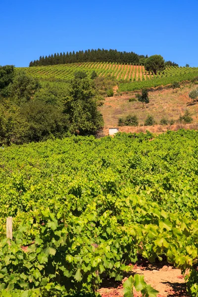 Vista de los viñedos en la campiña española — Foto de Stock