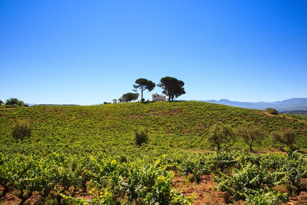Перегляд виноградників у сільській місцевості, іспанська — стокове фото