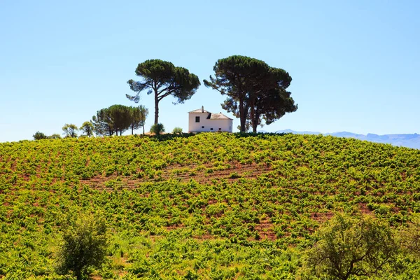 スペインの田舎のブドウ畑の景色 — ストック写真