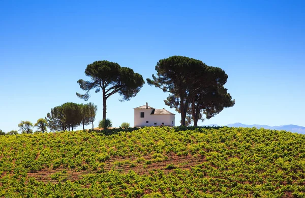 スペインの田舎のブドウ畑の景色 — ストック写真