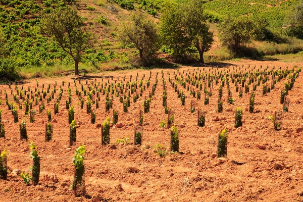 Utsikt över vingårdarna i den spanska landsbygden — Stockfoto
