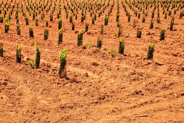Uitzicht op wijngaarden op het Spaanse platteland — Stockfoto
