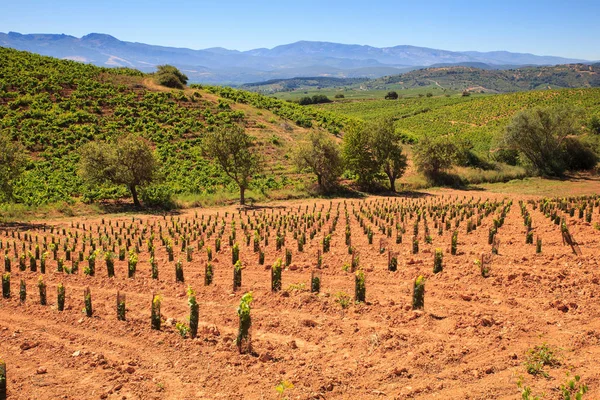 View of vineyards in the Spanish countryside — Stock Photo, Image