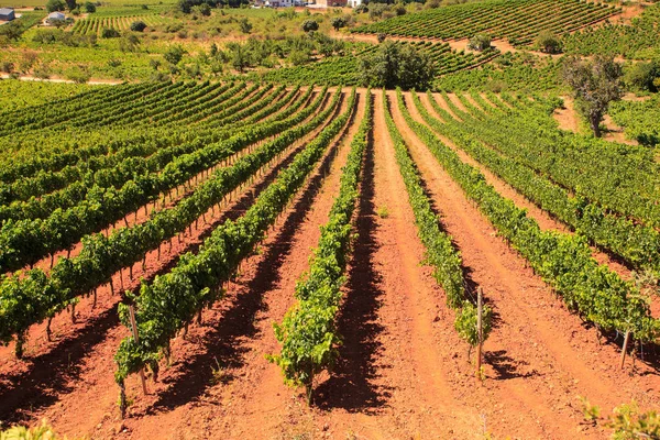 Vista das vinhas na zona rural espanhola — Fotografia de Stock