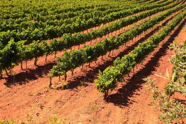 Vista das vinhas na zona rural espanhola — Fotografia de Stock