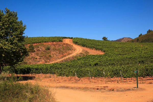 Vista das vinhas na zona rural espanhola — Fotografia de Stock