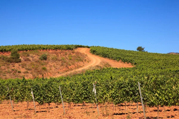 Widok na winnice w hiszpańskiej wsi — Zdjęcie stockowe