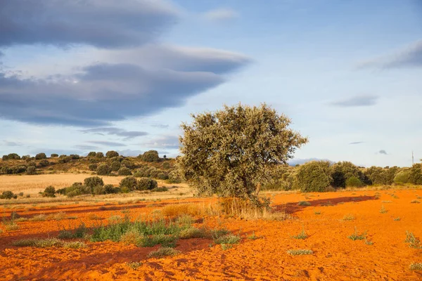 Blick auf Bäume in der spanischen Landschaft — Stockfoto