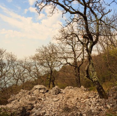 Karstik rock ve ağaçlar