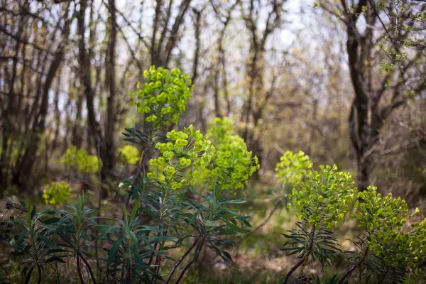 Spurge 식물의 보기 — 스톡 사진