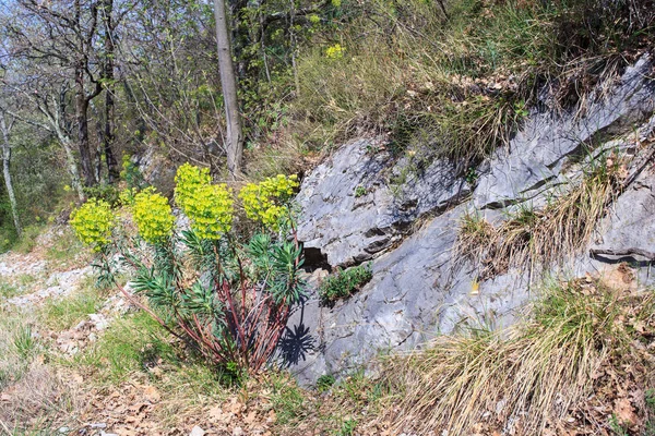 Weergave van Wolfsmelkpijlstaart planten — Stockfoto