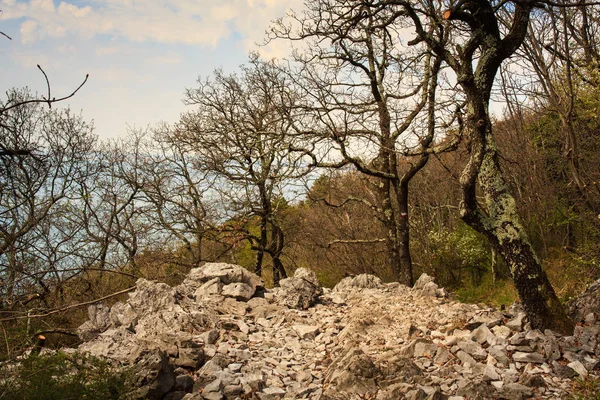 Karstik rock ve ağaçlar — Stok fotoğraf
