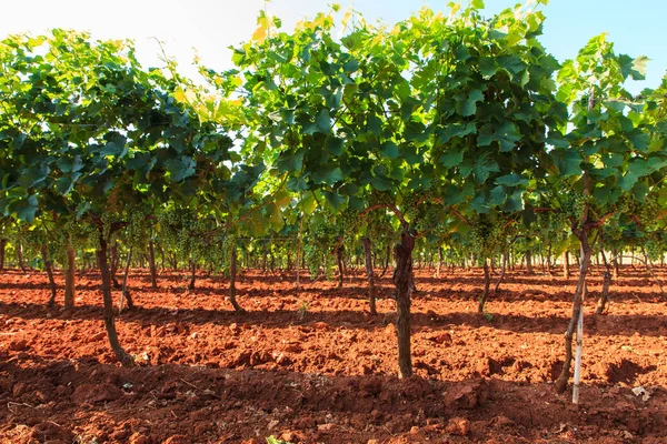 Utsikt över vingårdar, Istrien — Stockfoto