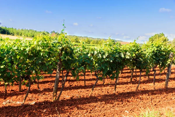 Vista de viñedos, Istria — Foto de Stock