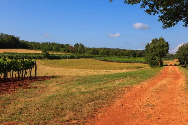 View of vineyards, Istria — Stock Photo, Image