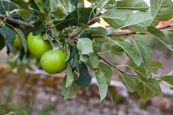 Зеленый плод яблока на ветке — стоковое фото
