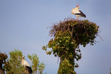 İki leylek yuvada oturuyorlar