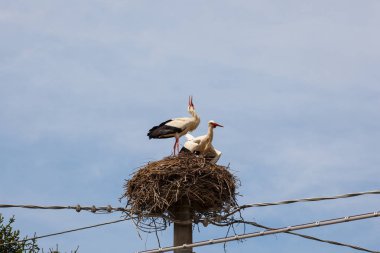 İki leylek yuvada oturuyorlar